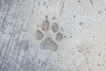 Dog Footprints Background On Cement Floor