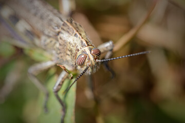 Canvas Print - Beautiful grasshopper macro