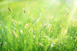 Green grass natural sunny meadow background, springtime.