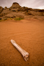 A Bone Rest In The Sand In The Area Surrounding Blue John Canyon Located In Southeast Utah.