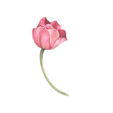 Fototapeta Tulipany - Pink tulip. Watercolor floral botanical illustration.