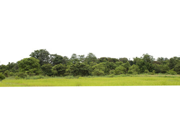 Wall Mural - group of tree. green treeline isolated on white background.