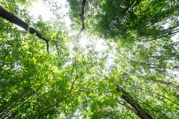 Wall Mural - summer forest bottom view - vivid green rich, lush foliage. looking up pine trees crowns branches in