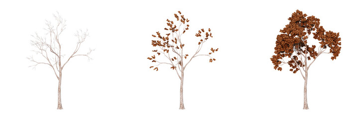 collection of Tree isolated PNG transparent background, for architectural visualization garden design archviz. 3D render