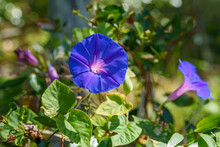 Closeup Of Blue And Purple Morning Glory Flowers And Foliage. Selective Focus. 