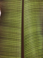 Wall Mural - Closeup of green exotic tropical palm leaf. Summer nature background