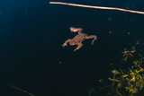 Fototapeta Góry - Toad/Frog swimming in a Norwegian lake. 