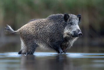 Poster - Wild boar close up ( Sus scrofa )