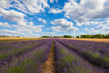 Fototapeta Lawenda - Lavendelfeld im Sommer