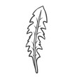 Dandelion leaf outline icon vector illustration. Hand drawn line sketch of edible plant from spring or summer meadow, natural leaves for cooking vegan salad in kitchen, dandelion vitamin herb