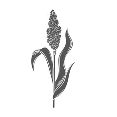 Sticker - Sorghum cereal crop plant, glyph icon vector illustration. Black silhouette grain plant with seeds and leaf on stalk spikelet, agriculture sorgho grass from field, sorgo organic harvest
