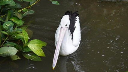 Wall Mural - pelican in the water | Pelicans (genus Pelecanus) | 鵜鶘外見: ペリカンは大型の水鳥で、特にくちばしが特徴的です。くちばしは非常に大きく、下から上に広がり、下あごに伸びる袋状の構造（喉袋）を持っています。羽毛は一般的に白いですが、一部の種にはピンクや灰色の色彩があります。