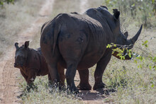 The African Rhino Is Divided Into Two Species, The Black Rhino And The White Rhino.