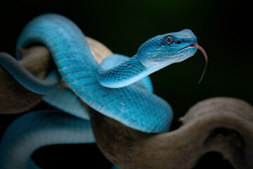 Wall Mural - trimeresurus insularis blue