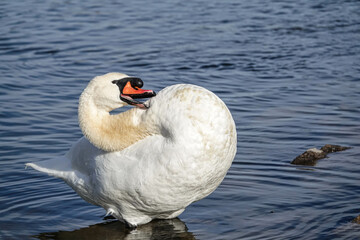 Wall Mural - swan on the water