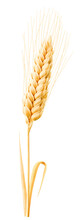 One Ripe Wheat Ear With Leaves Cut Out