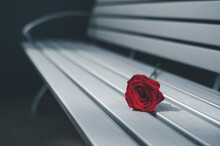 Concept Of Valentine's Day Love Care And Support, Single Rose Abandoned On Bench. Alone, Lonely, Love, Abandoned. Red Rose On Metal Bench Outdoor.