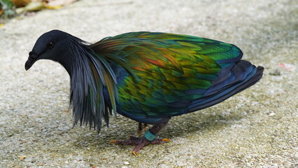 Wall Mural - Caloenas nicobarica|Nicobar pigeon|绿蓑鸽