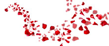 Rose Petals Fly For Valentines Day. Background For Love Greetings With Isolated Red Rose Petals. Png/d.e.