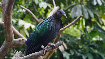 Wall Mural - Caloenas nicobarica|Nicobar pigeon|绿蓑鸽