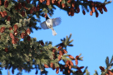 Bird In Flight, Pylypow Wetlands, Edmonton, Alberta