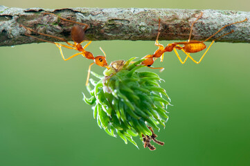 Wall Mural - Strong  Ants on  branch in tropical garden 