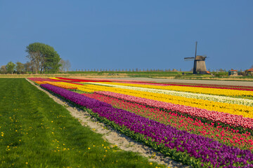 Poster - windmill with tulip field in North Holland, Netherlands