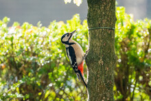 Great Spotted Woodpecker Eating Suet Balls In A Garden At A Bird Feeder During Spring. Green Background For Text