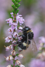 Closeup On A Wed Queen Common White Tailed Bumblebee, Bombus Terrestris , Sitting On Pink Heather Flowers