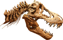 Tyrannosaurus Rex Skull Skeleton