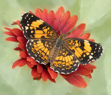 Macro Of Silvery Checkerspot Butterfly On Orange Indian Blanket Flower