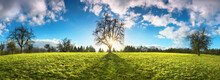 Panoramic Landscape With The Sun Shining Through A Tree On A Beautiful Meadow, With Blue Sky And Fluffy Clouds, Symmetrical Composition