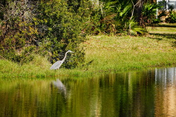 Wall Mural - Beautiful  lake or pond and animal in a Florida community