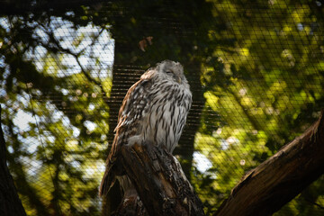 Wall Mural - Zoos portrait of owl who is sitting on stick. They are amazing animal. And they are looking so good.
They have fish for lunch.