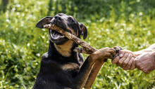 Domestic Dog Chewing Wooden Stick Outdoors.