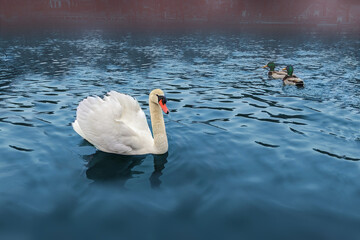 Wall Mural - swan swimming on the lake with mallard ducks