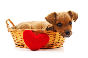 Canvas Print - Dog with heart.