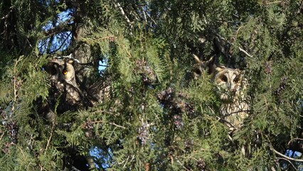Long-eared owls (Asio otus) sitting on pine tree, 4k