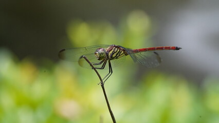 dragonfly on a branch