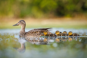 mallard duck (anas platyrhynchos) hen swimming in pond with ducklings on sunny spring morning colora