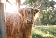 Single Highland Cow In Field In Golden Afternoon Sun Close Up Of Face