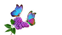 Colorful Tropical Morpho Butterflies On A Branch Of Blooming Lilac In Water Drops Isolated On White.