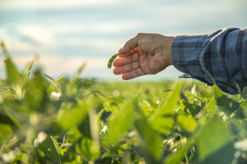 man looking at soybean seed in plantation at sunset