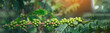 Leinwandbild Motiv Banner Green coffee bean berry plant with sunlight. Panorama Fresh raw seed coffee tree growth in eco organic farm morning time. Close up Green seed berries arabica coffee garden with copy space