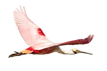 A Roseate Spoonbill In Flight (Platalea Ajaja) In Flight, Isolated With No Background (transparent PNG)