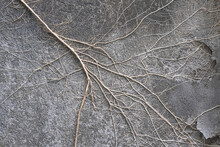Dried Branch On Gray Cement Wall In Bali Background Texture