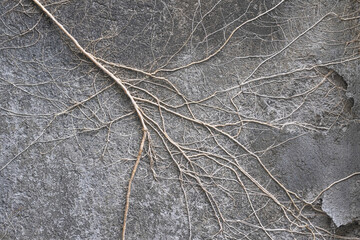 Wall Mural - Dried branch on gray cement wall in Bali background texture