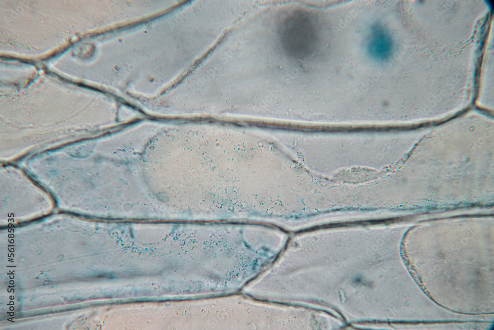 Study of protozoa and plant cells under the microscope for education ...