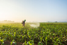 Asian Farmer Working In The Field And Spraying Chemical Or Fertilizer To Young Green Corn Field