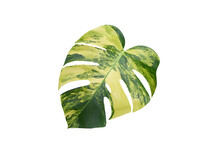 Monstera Aurea Variegated Leaves With Isolated On Transparent PNG File Background